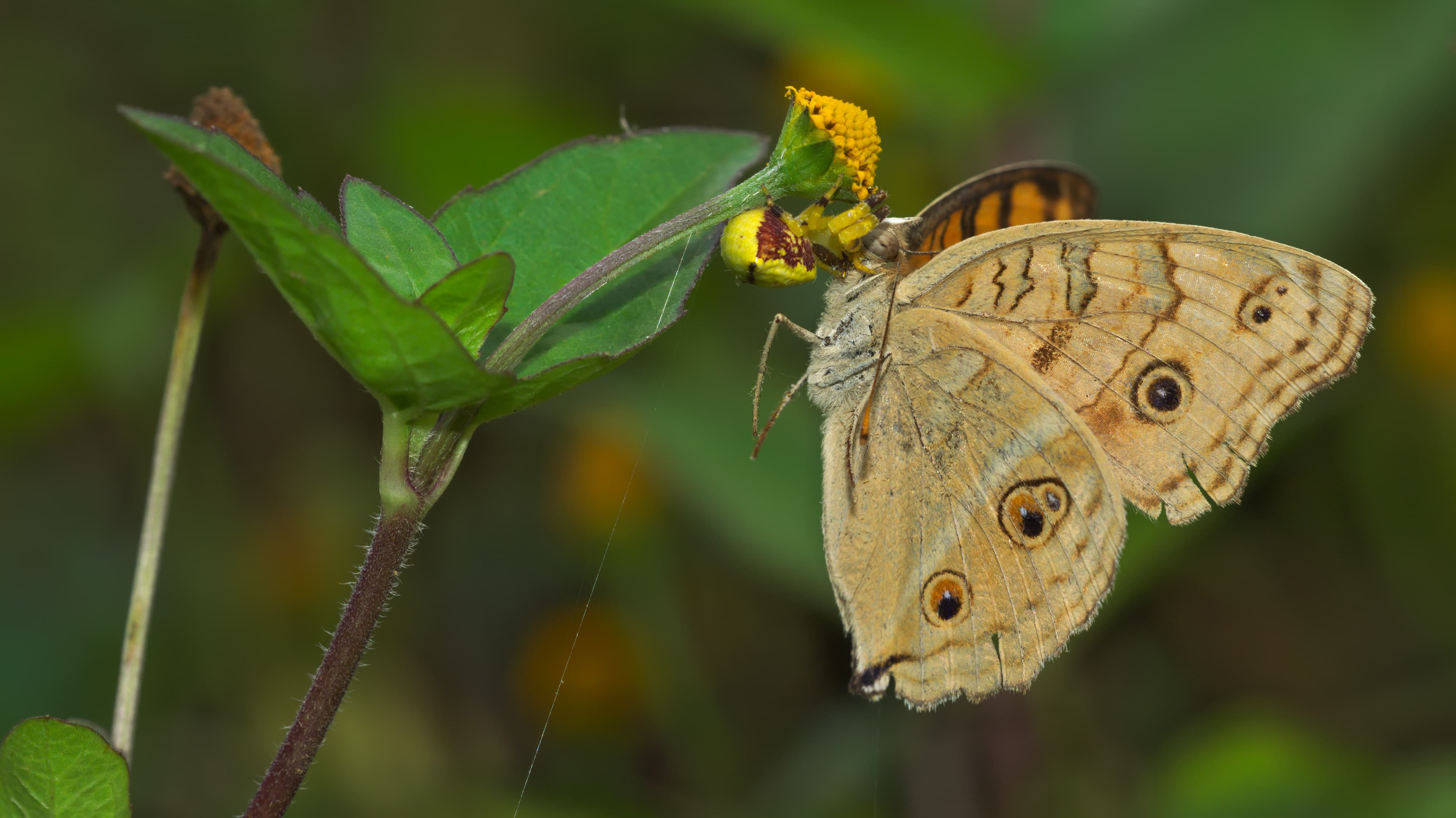 Junonia almana