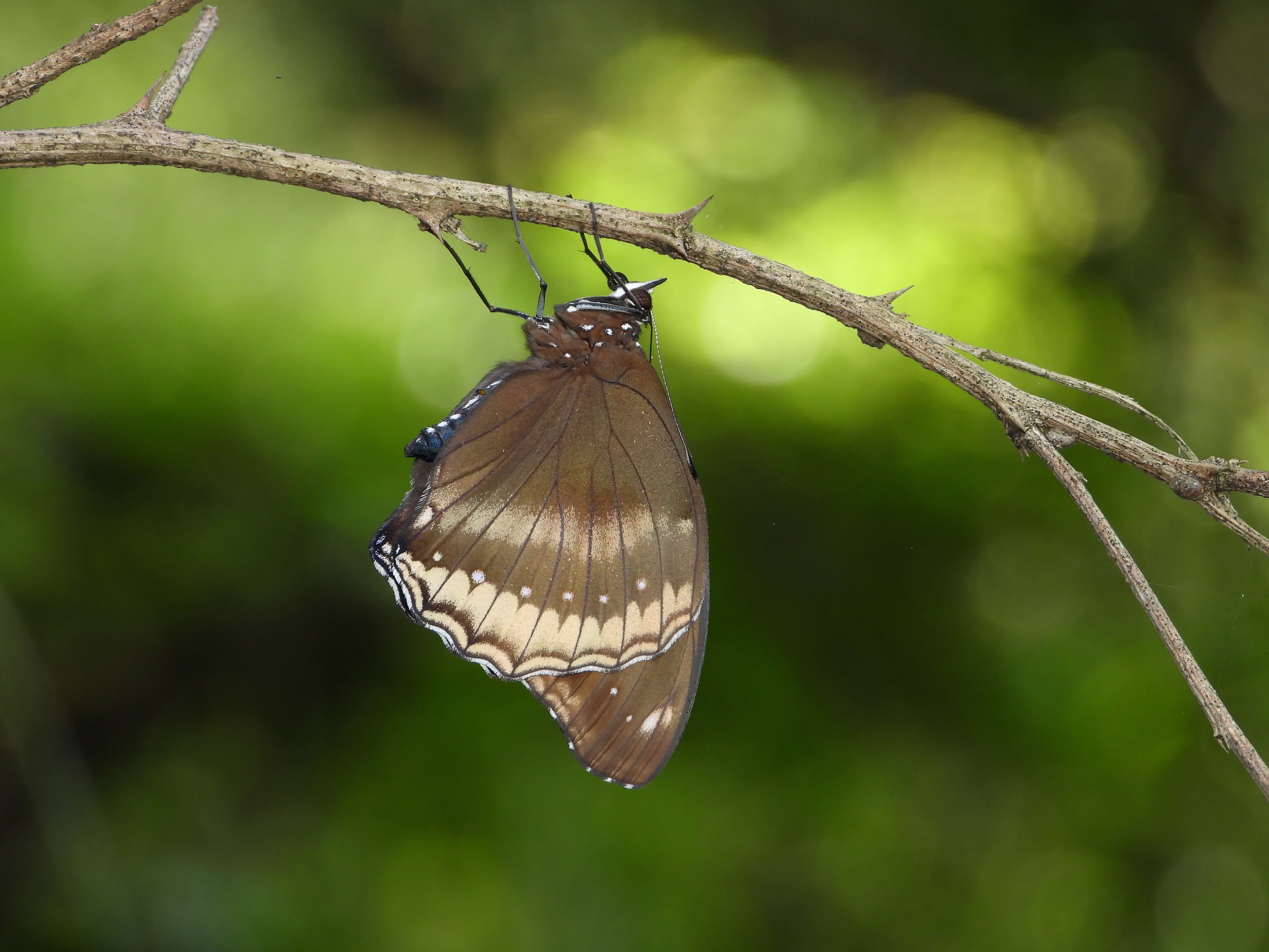 Great Eggfly
