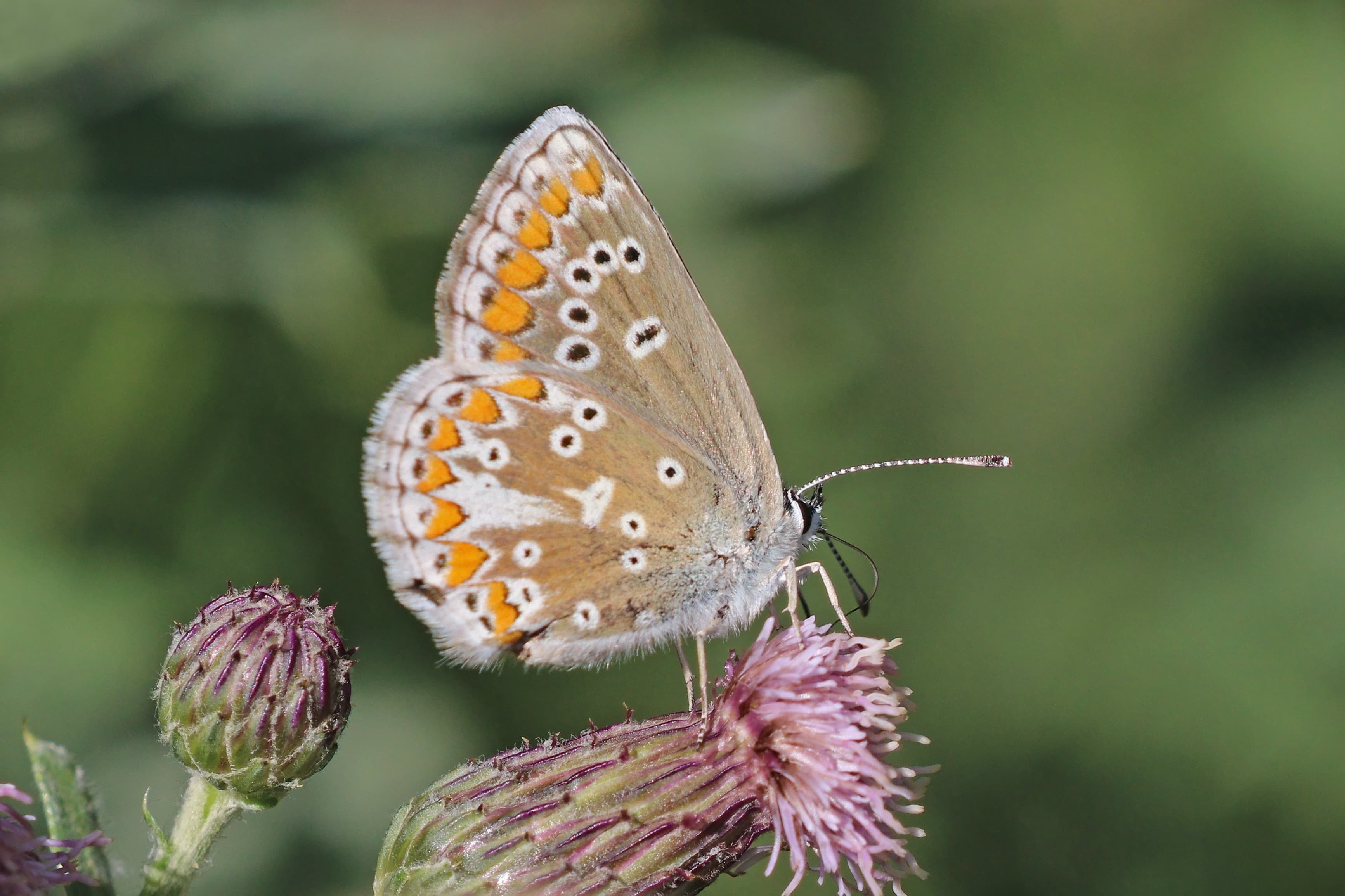 Northern Brown Argus