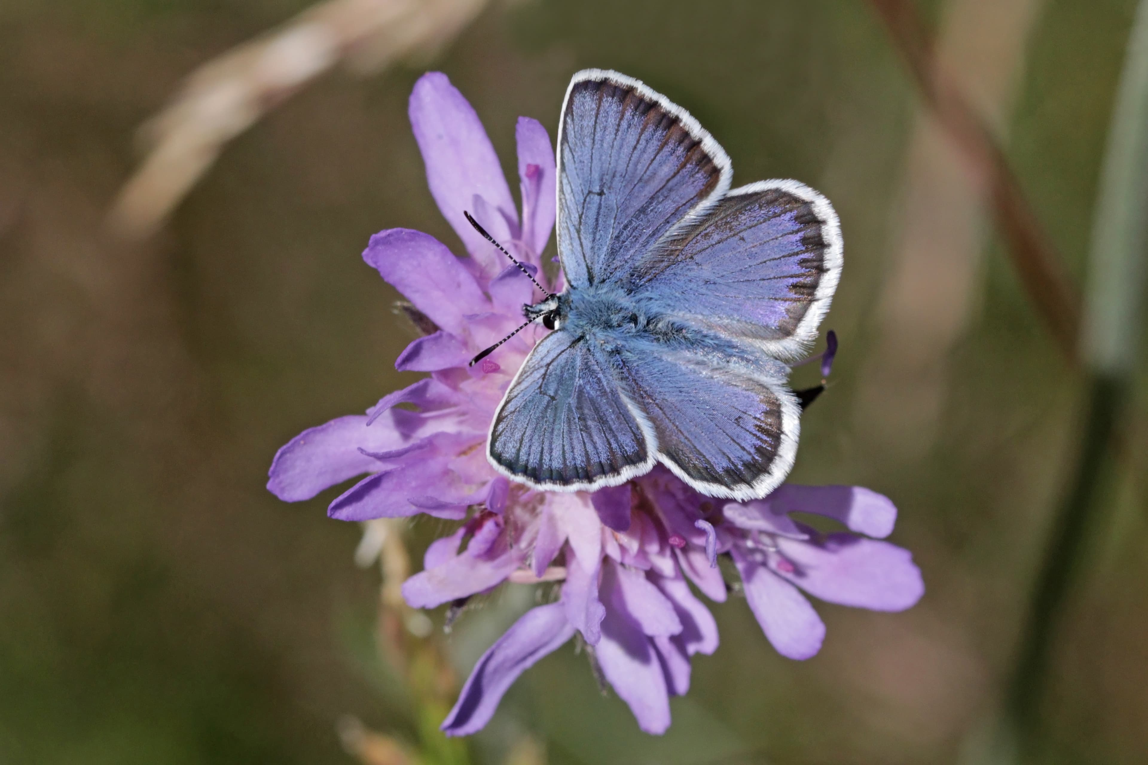 Plebejus argus