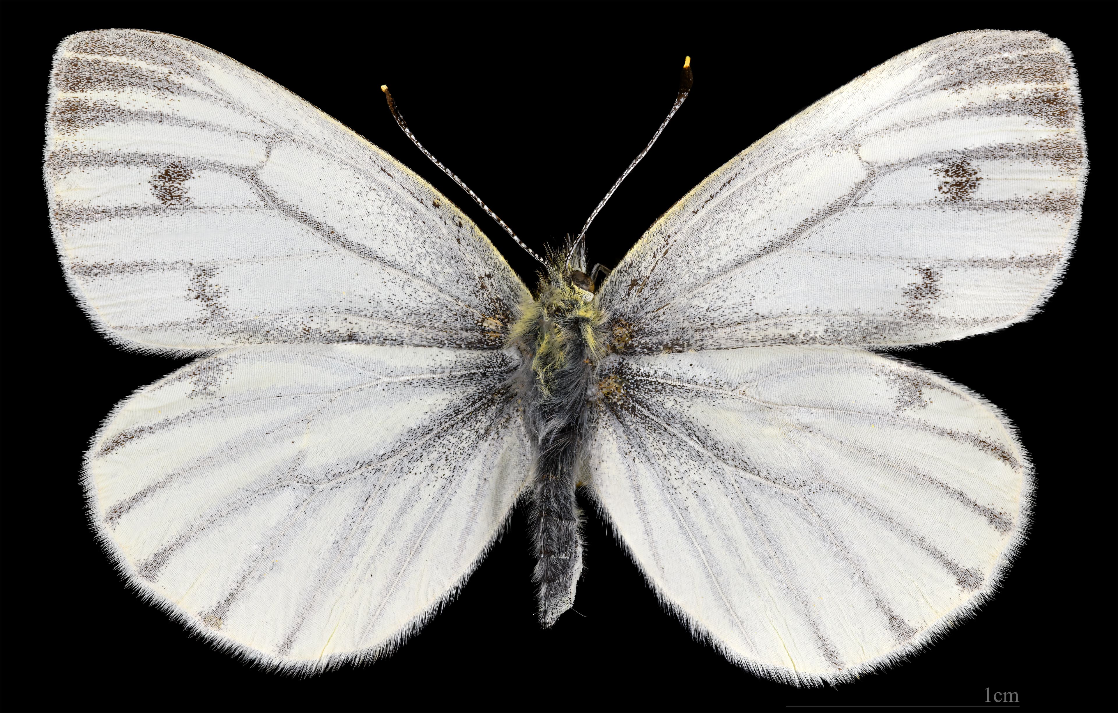 Pieris napi napi