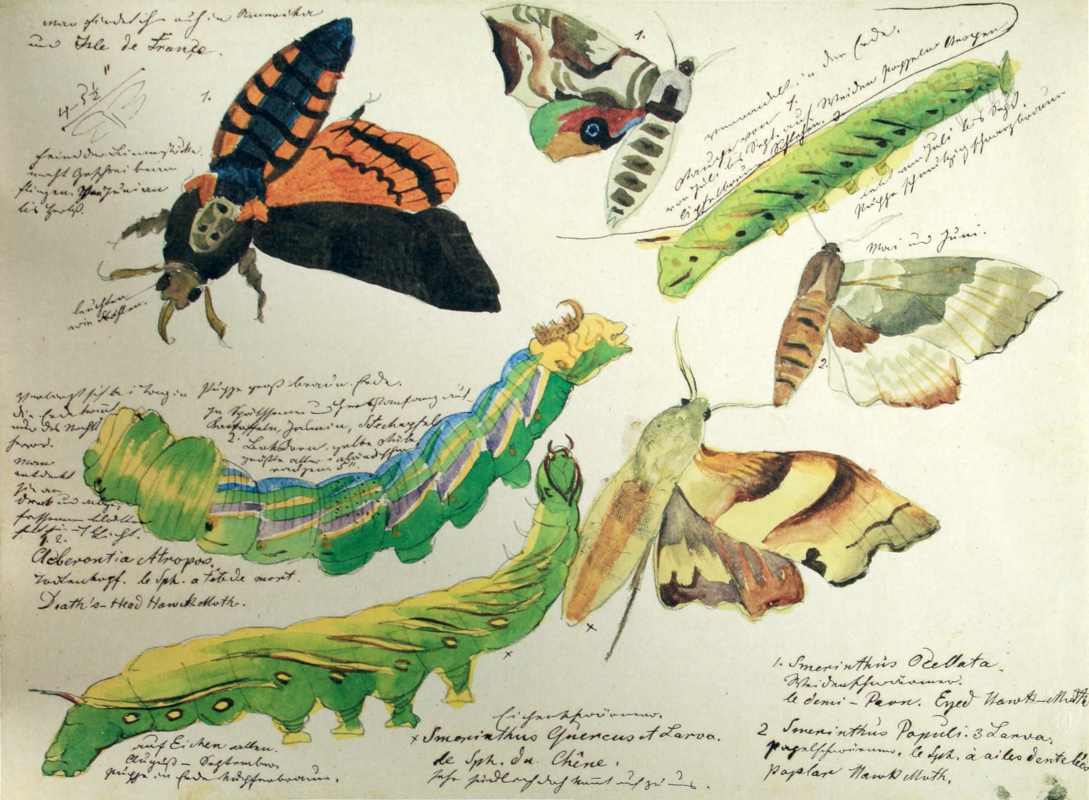 Death's-Head Hawkmoth